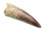 Fossil Spinosaurus Tooth - Real Dinosaur Tooth #370551-1